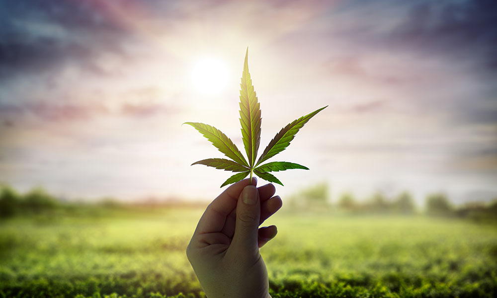 Cannabis.co.uk – Welcome to The Heartbeat of The Cannabis Community!